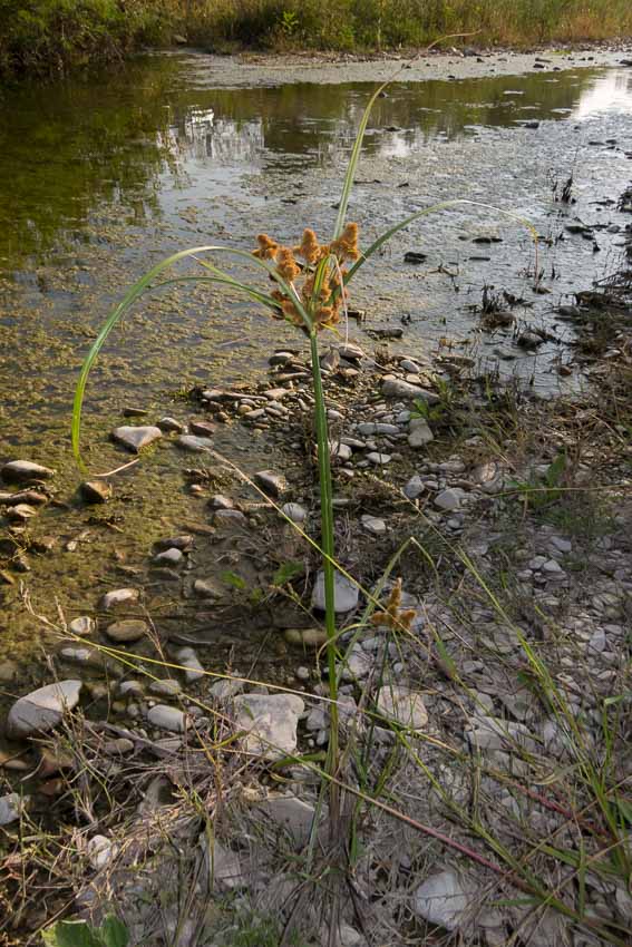 Cyperus glomeratus / Zigolo ferrugineo